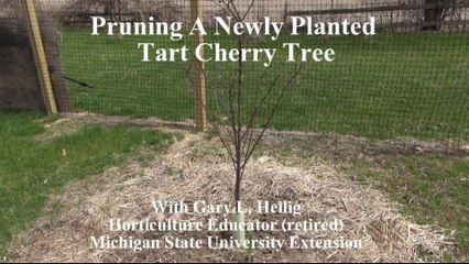 Pruning a Newly Planted Tart Cherry Tree
