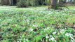 Hodsock Priory has cancelled its annual snowdrops - footage by Skyriel Drone Solutions