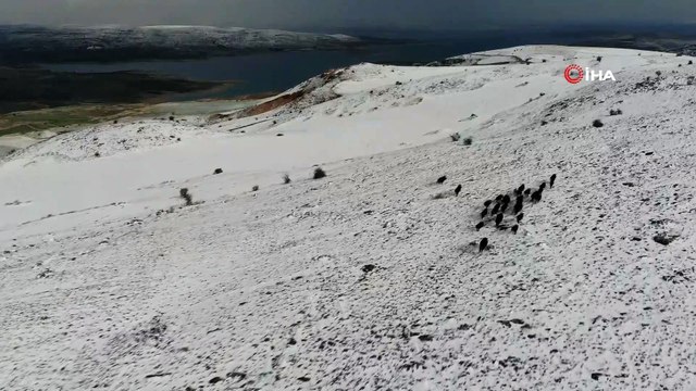 Elazığ’da domuz sürüsü drone ile görüntülendi