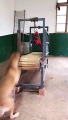 Un chien aime le tapis de course