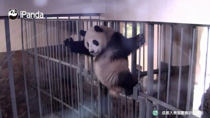 Capacités surprenantes des kungfu pandas