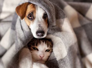 Chien ou chat, qui est le plus intelligent...