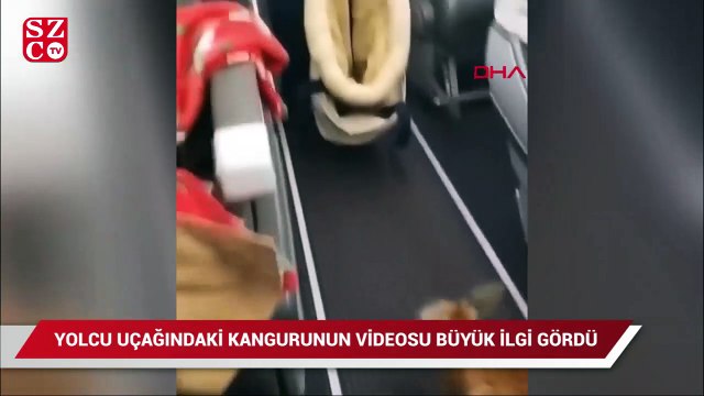ABD'de yolcu uçağında seyahat eden minik kangurunun o anları viral oldu