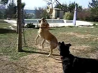 Chien sauteur