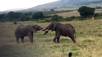 Elephants  greatings