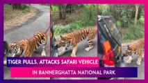 Tiger Pulls, Attacks Safari Vehicle In Bengaluru’s Bannerghatta National Park, Act Caught On Camera