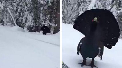 Un skieur croise un grand tétras