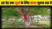 This Tree Is Facing Punishment For A Crime In Pakistan | Arrested Tree In Pakistan | Facts In Hindi | weird facts |