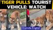 Tiger pulls safari vehicle by teeth | Viral video | Oneindia News