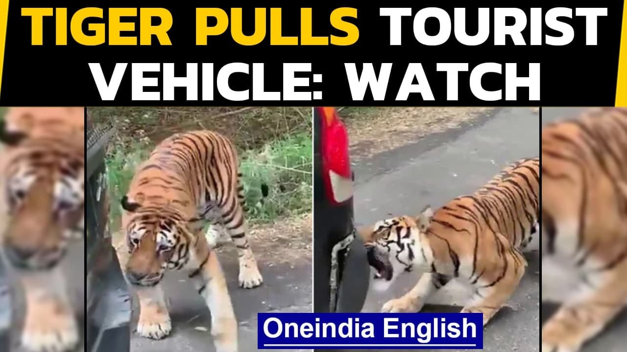 Tiger pulls safari vehicle by teeth | Viral video | Oneindia News