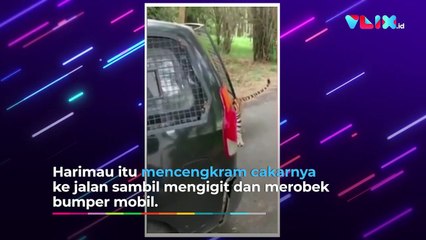 Serangan Harimau Liar, Rahangnya Mampu Koyak Jip Safari