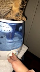Kitty Hogs Humidifier
