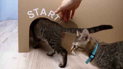 GIANT Maze Labyrinth for Cat Kittens. Can they EXIT