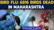 Maharashtra becomes an epicenter of bird flu: WATCH | OneIndia News