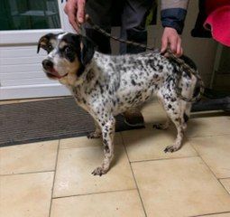 Une chienne âgée se fait jeter par-dessus le portail fermé de la SPA...