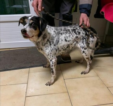 Une chienne âgée se fait jeter par-dessus le portail fermé de la SPA...