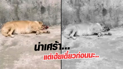 ช็อก ! เจ้าตูบนอนนิ่งสีแดงท่วมหน้า เจ้าของใจแทบสลาย แต่เดี๋ยวก่อนนะ...