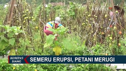 Semeru Erupsi, Petani Merugi Akibat Guyuran Abu Vulkanik