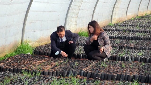 مليون شجرة على أرض كردستان العراق لمواجهة التغير المناخي