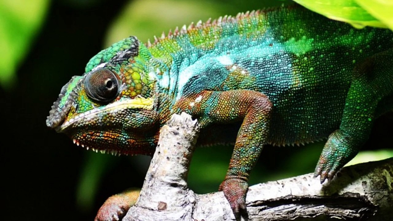 Are Lizards Considered Pests?