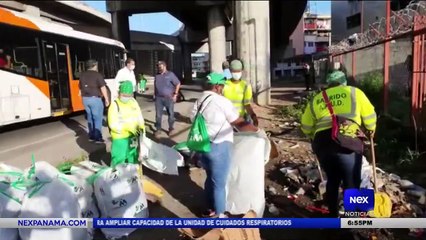 Recolección de arbolitos será diferente - Nex Noticias