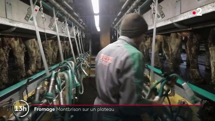 Fromage : à la découverte de la fourme de Montbrison, une spécialité de la Loire