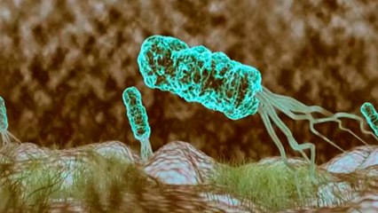 bd-alimentacion-helicobacter-pylori-190121