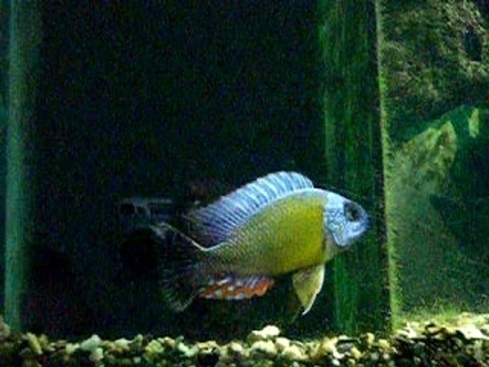 protomelas steveni