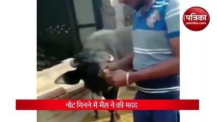 Buffalo Helping a man to count money, video viral