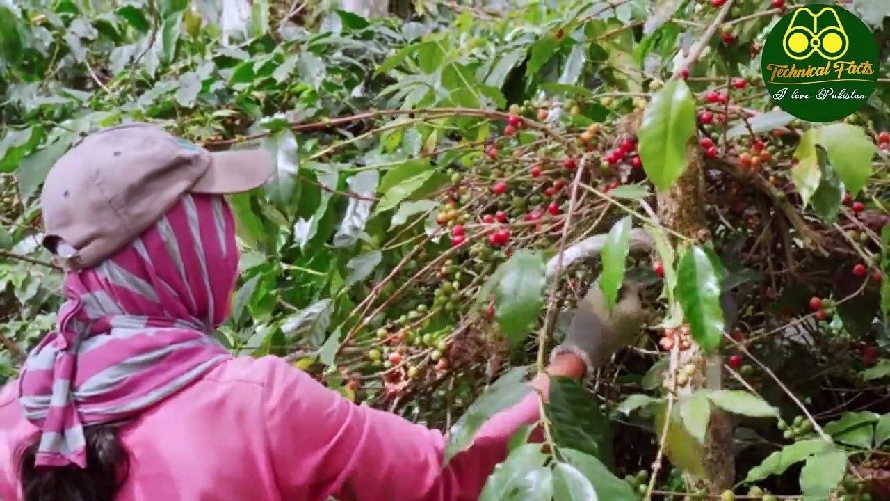 who invented tea and when to use them | چائے کی ایجاد کس نے اور کب کی تھی۔ | History of Tea / cofee.