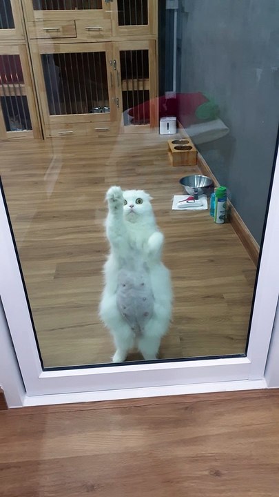 Kitty Works Hard for Some Attention