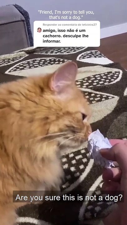 Confusion Over Fetching Pet