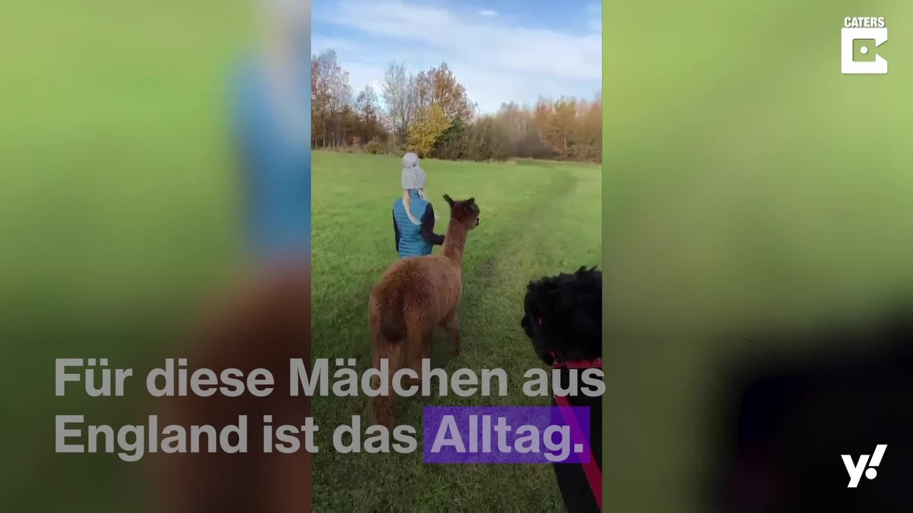Diese Mädchen gehen Gassi mit Alpakas!