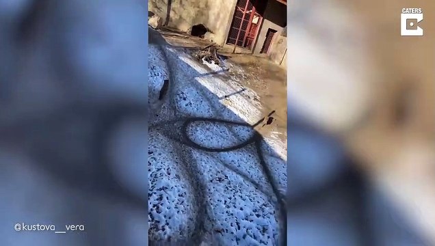 Ces renards s'amusent comme ils peuvent dans ce zoo... manège fait maison