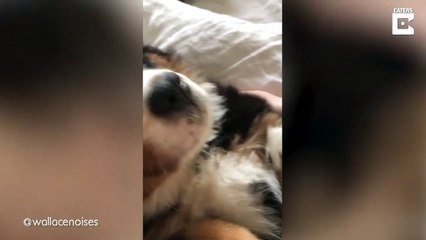 Ce chiot n'a vraiment pas envi de se réveiller