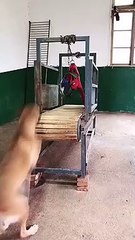 Ce chien adore faire son footing sur un tapis de course