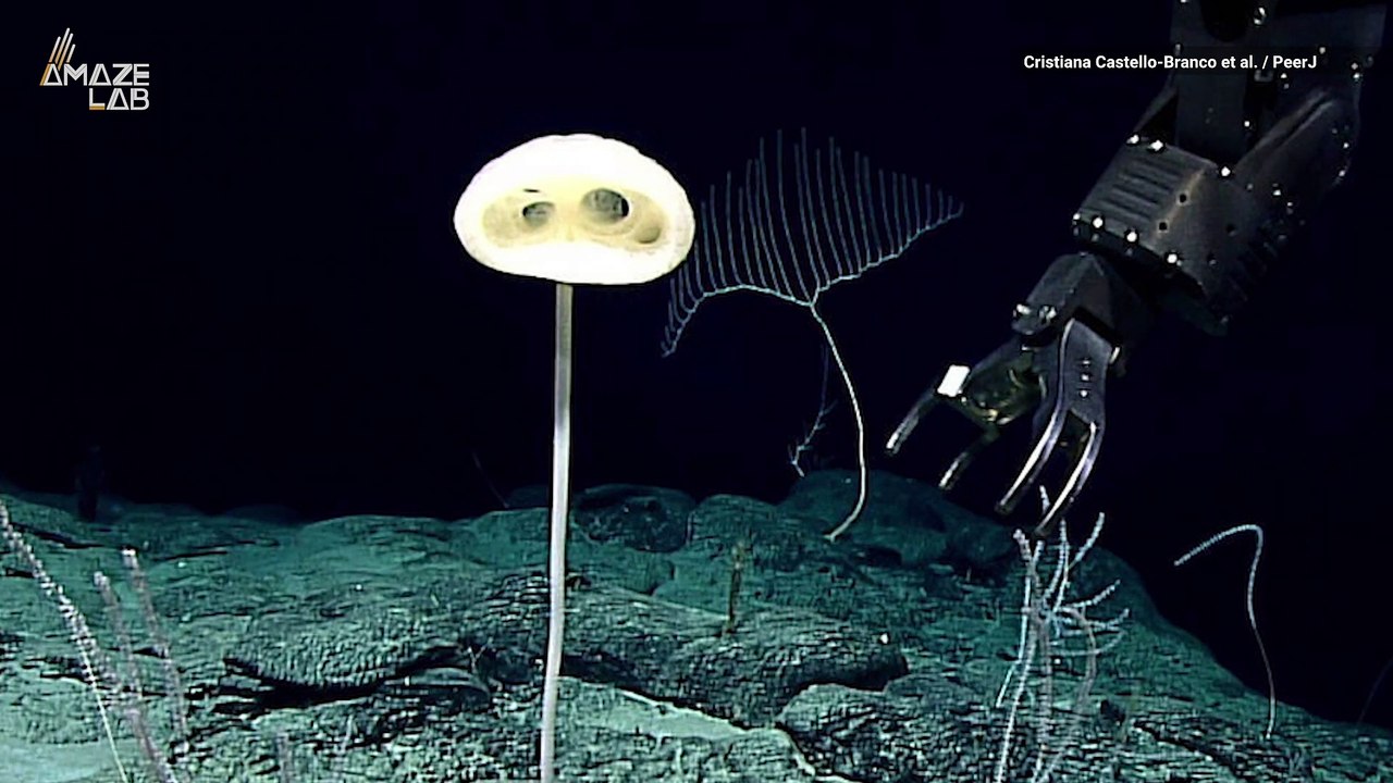 A Very Weird Looking Creature Resembling E.T. Found Deep in the Pacific Ocean