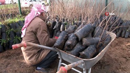 Şanlıurfa’da Yeni Yılda Fıstık Fidan Satışları 2 Katına Çıktı