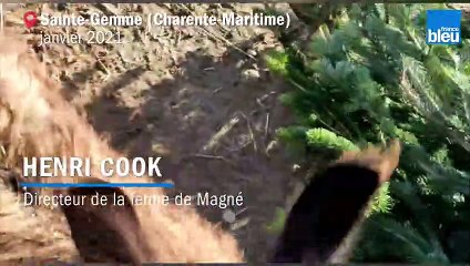 Des lamas nourris aux sapins de Noël en Charente-Maritime