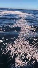 ¡Impresionante! Flotan miles de sardinas muertas en altamar