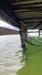 Jiboia é encontrada no píer da Ermida Dom Bosco