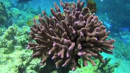 Civa Fiji Pearls Part 3: Climate change and Pearl Farming