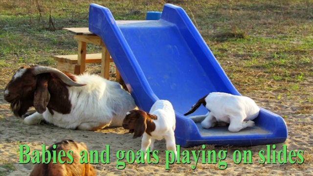Babies playing with Goats on Slides