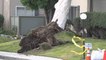 Winds roar across California, leaving trail of damage