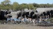 Herd of Elephants Enjoy Watering Hole