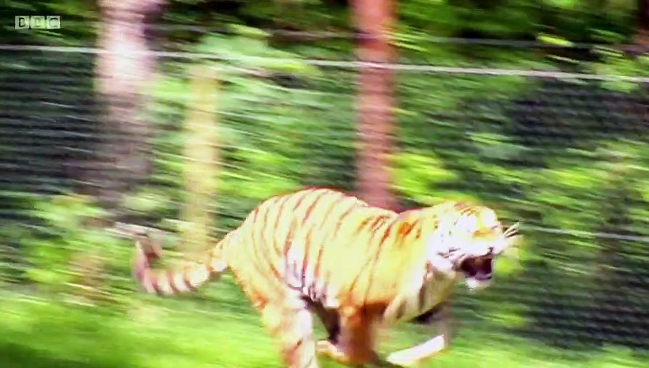 Animal Park Compilation Specials S01E04 (21 May 2020)