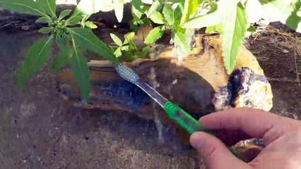 Petrified Wood Cleaning
