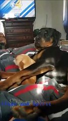 Chihuahua is Not a Fan of Rottweiler Cuddles