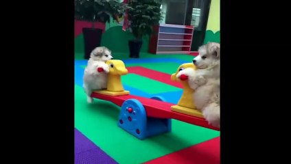 videos divertidos de gatos perros y mas.