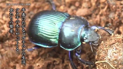 BS1スペシャル「良心を束ねて河となす〜医師・中村哲73年の軌跡〜」2019年12月、アフガニスタンで銃撃により命を落とした医師・中村哲。長年、戦乱が続く地での医療活動に、飢餓を救うための用水路建設に奔走した中村の生涯に迫る。PART1　2020年12月28日